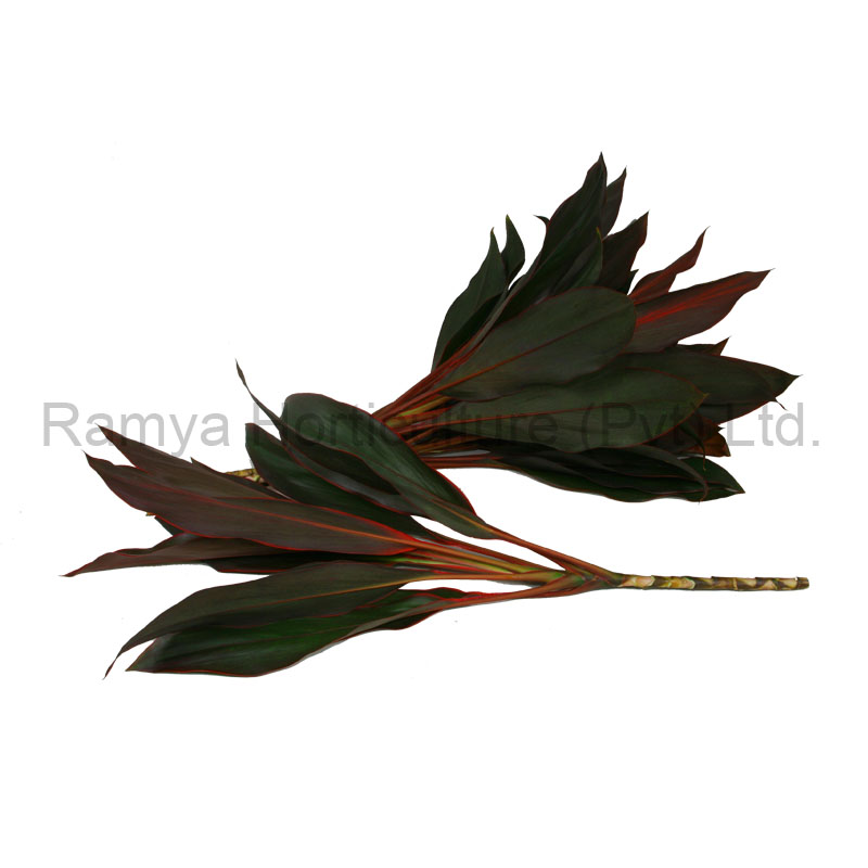 Ramya Horticulture