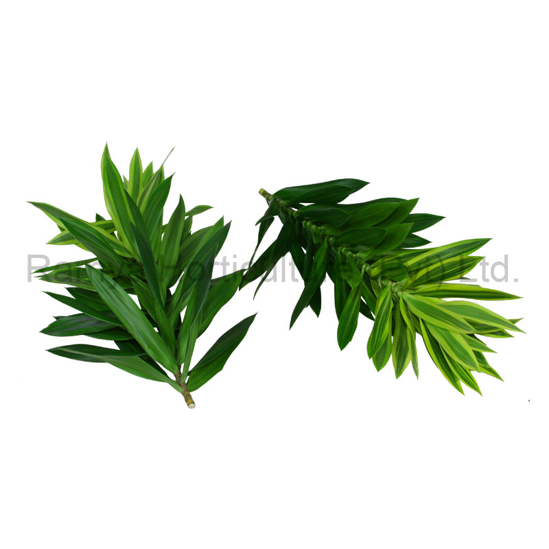Dracaena reflexa ‘Song of Sri Lanka’ 