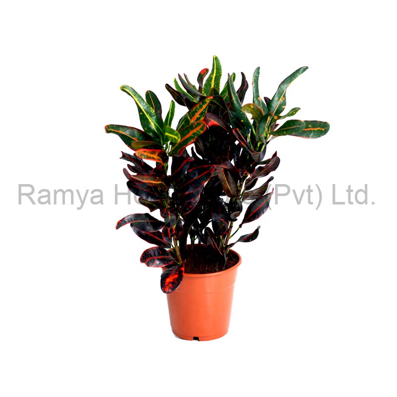 Codiaeum Variegatum 'Bush & Fire'