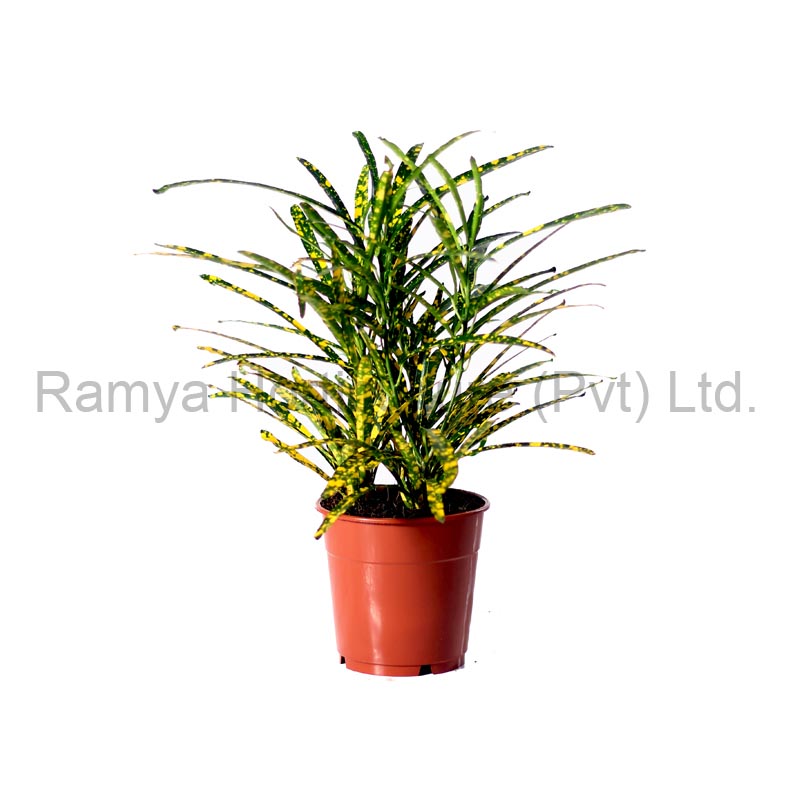 Codiaeum Variegatum 'Pictum'