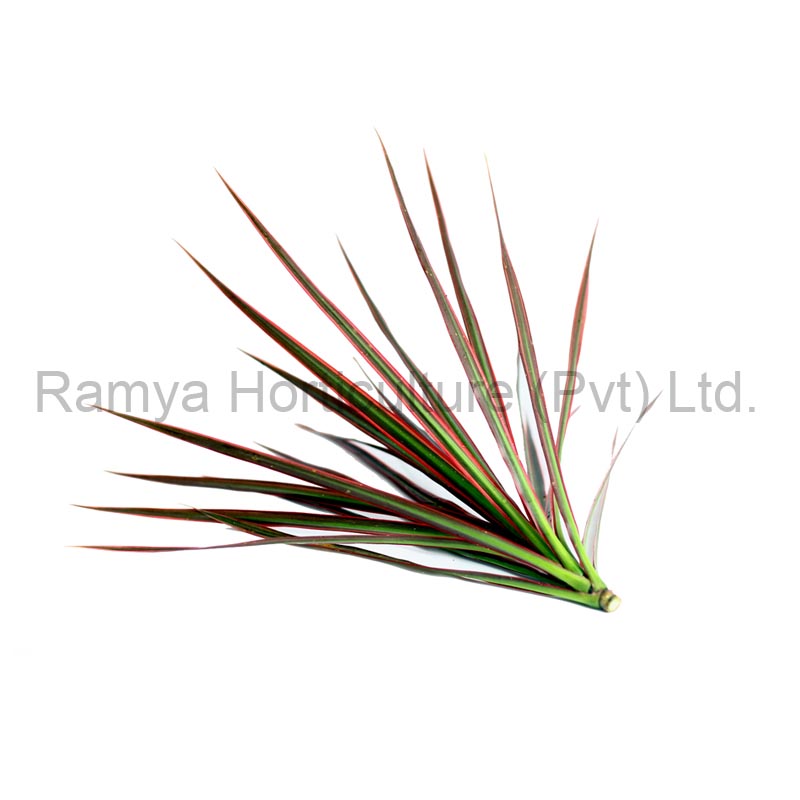 Ramya Horticulture