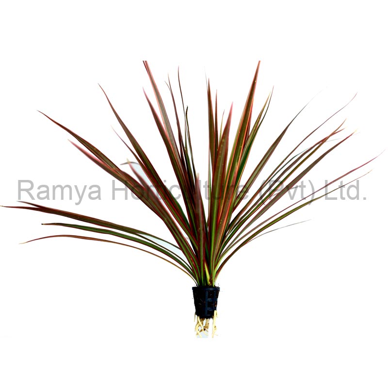 Ramya Horticulture