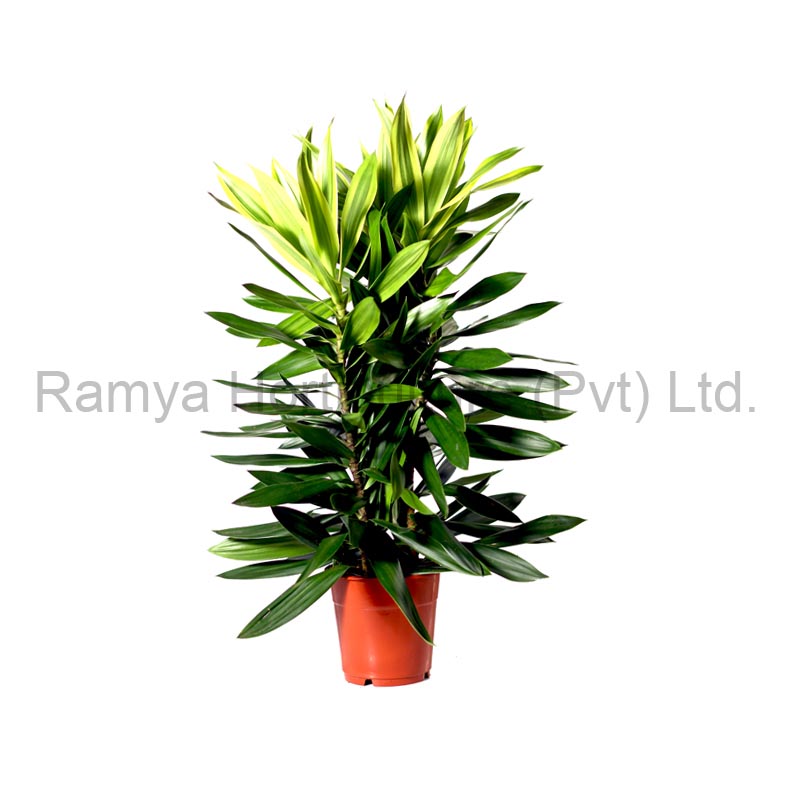 Product Big image