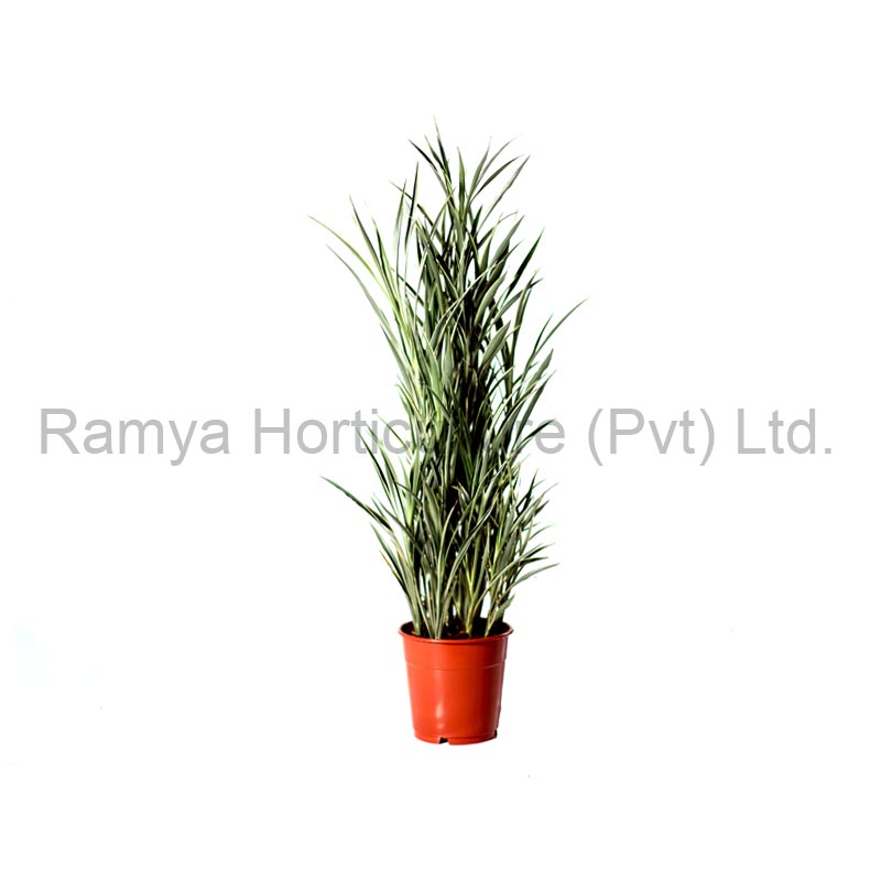 Product Big image