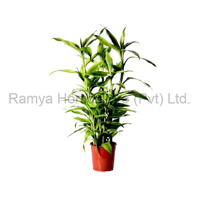 Product Big image