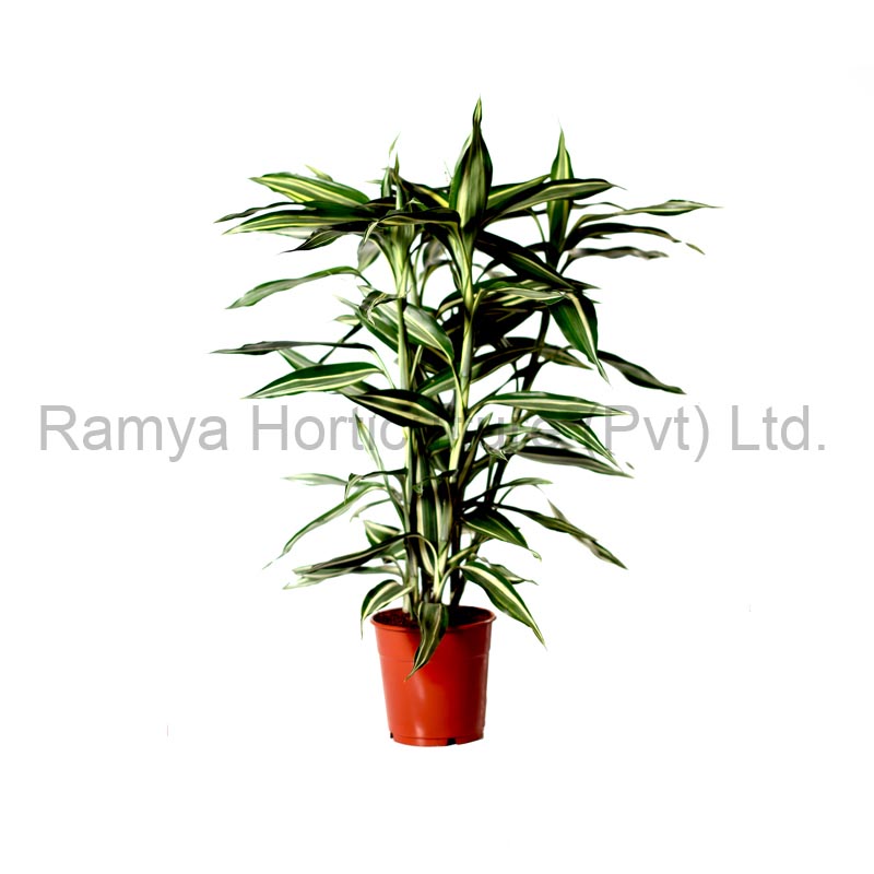 Product Big image