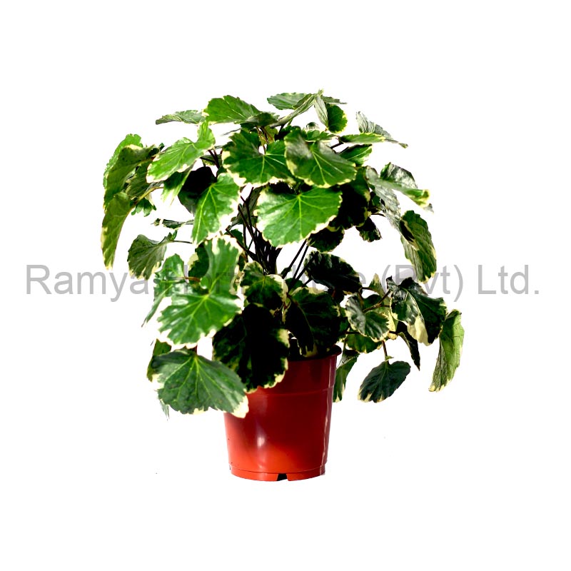 Product Big image