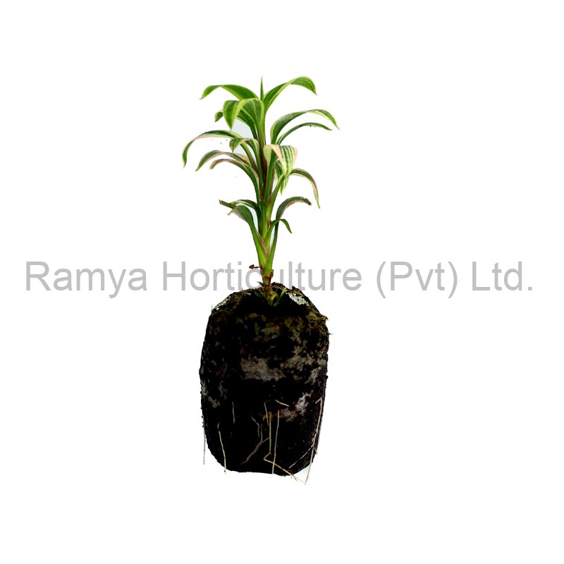Ramya Horticulture
