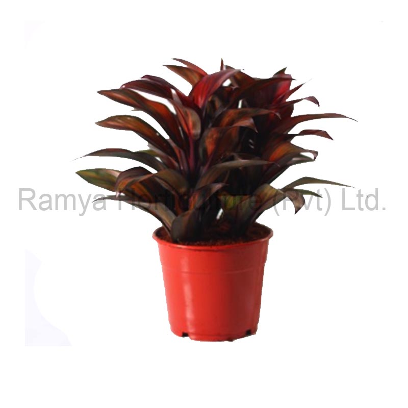 Ramya Horticulture