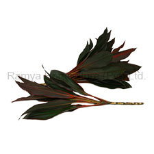 Ramya Horticulture