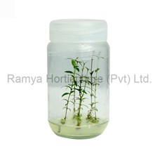 Ramya Horticulture