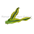 Ramya Horticulture