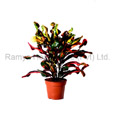 Ramya Horticulture