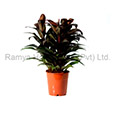 Ramya Horticulture