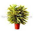 item7