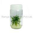 Ramya Horticulture