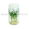 Ramya Horticulture